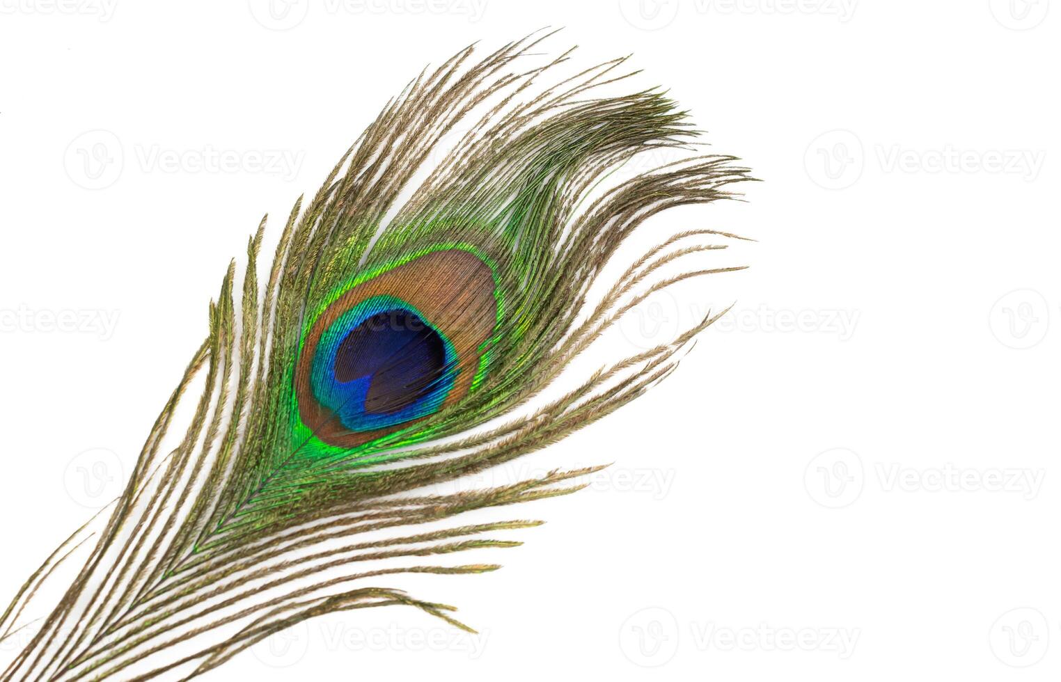 peacock feather on a white background. photo