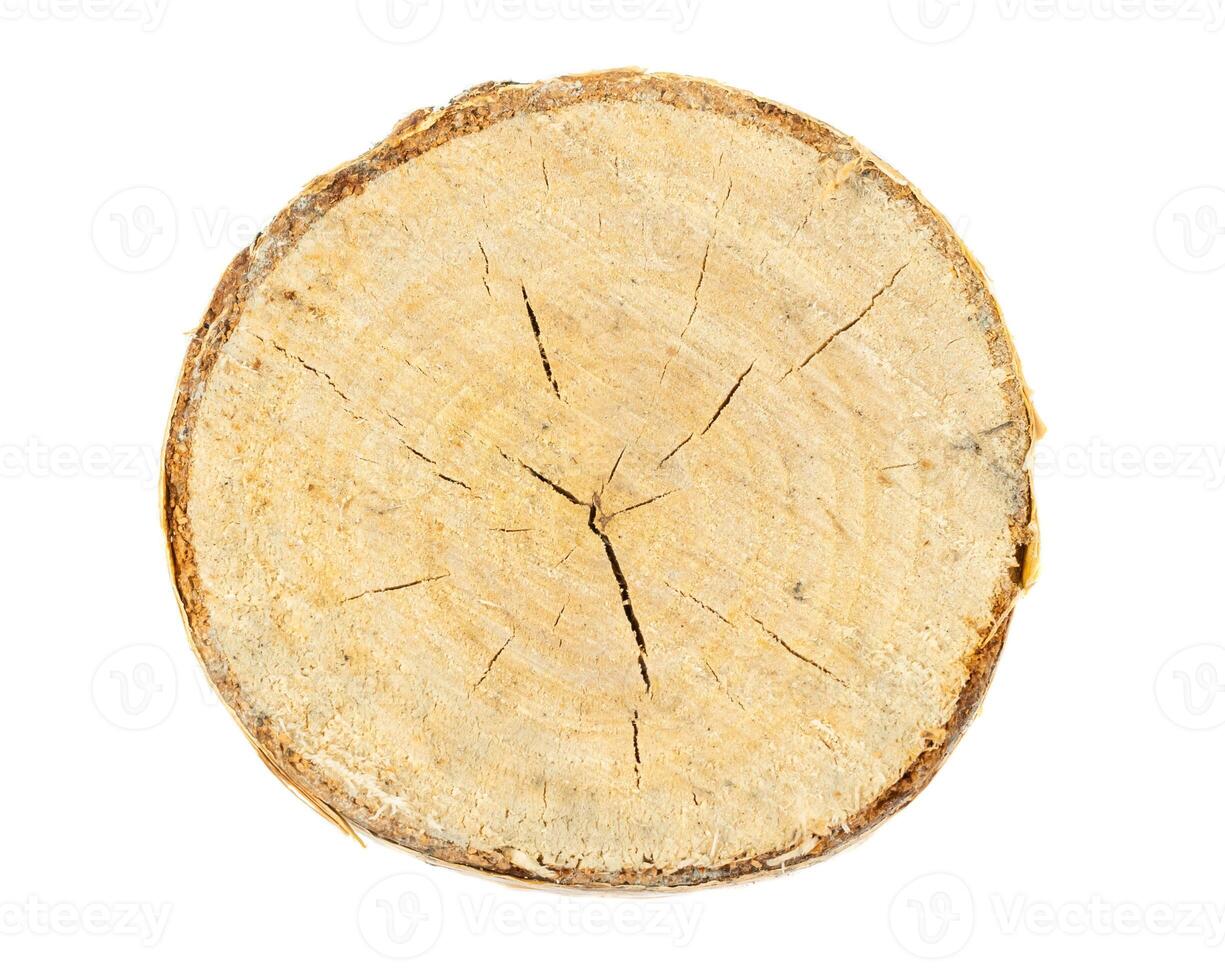 cut birch branch on a white background photo