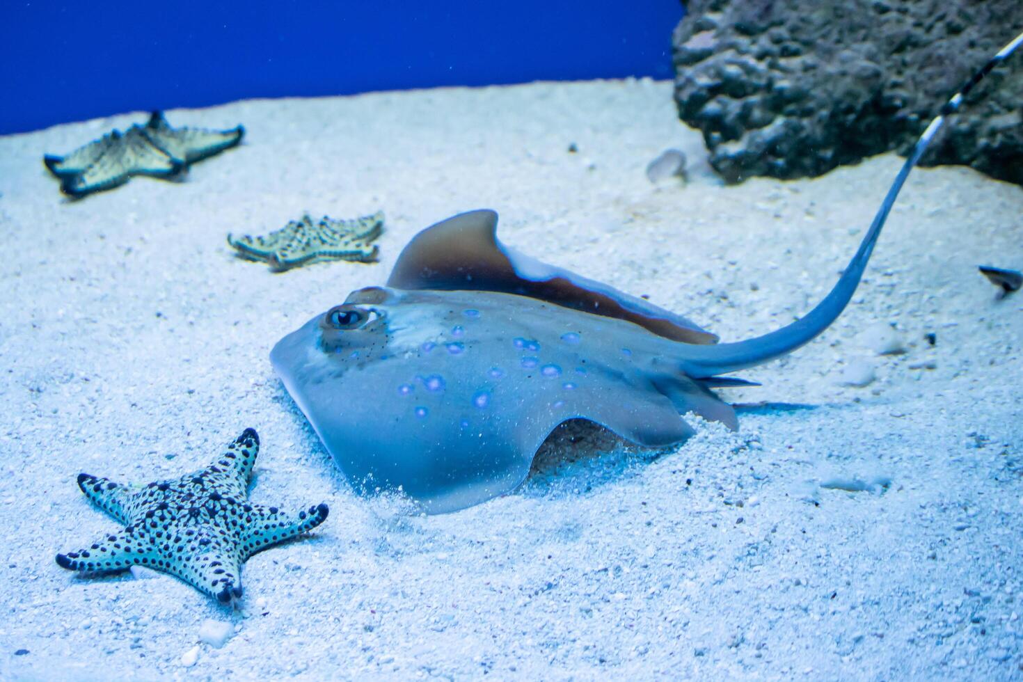 stingray fish and starfish on white sand photo