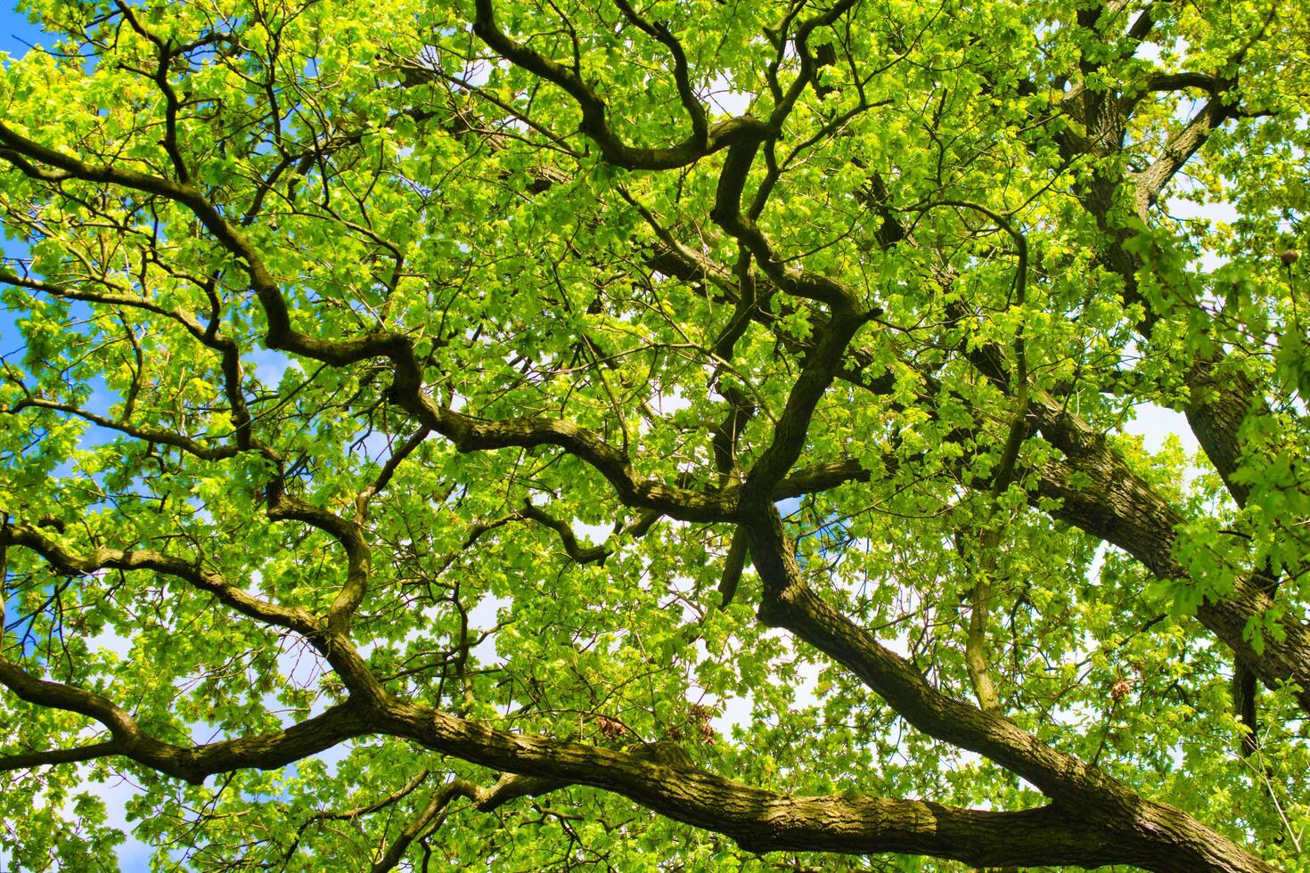 green oak branches against the background of blue sky photo