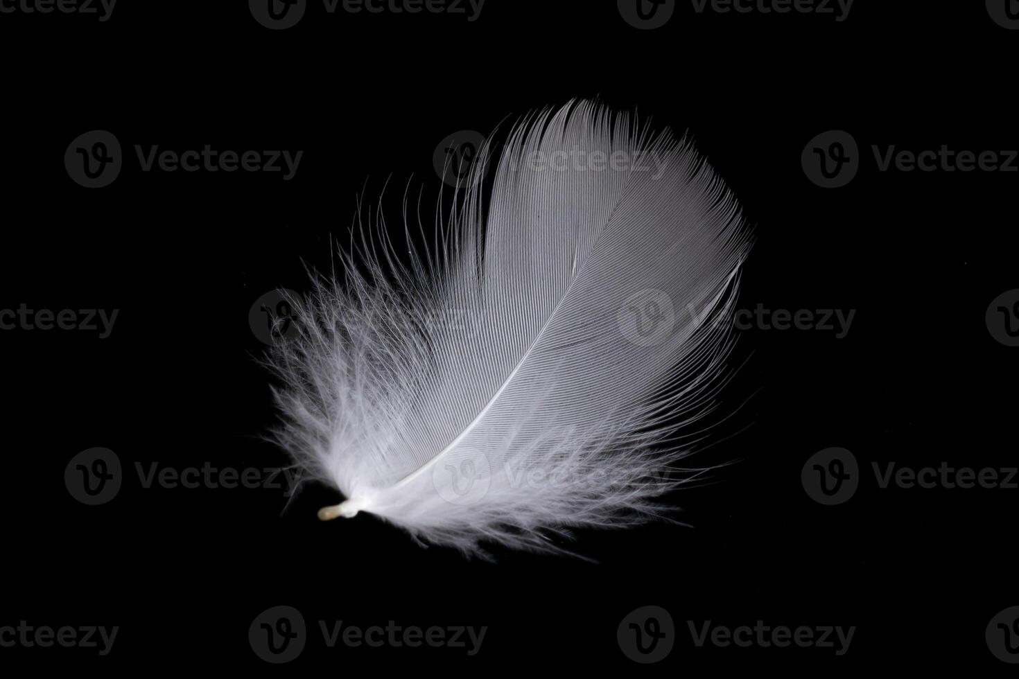 white feather of a goose on a black background. photo