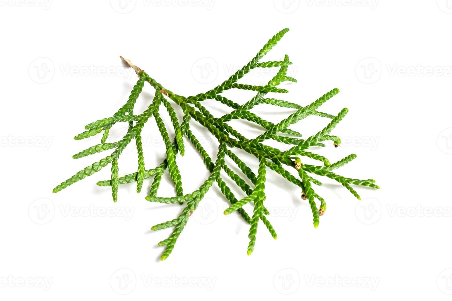 a twig of thuja on a white isolated background. photo
