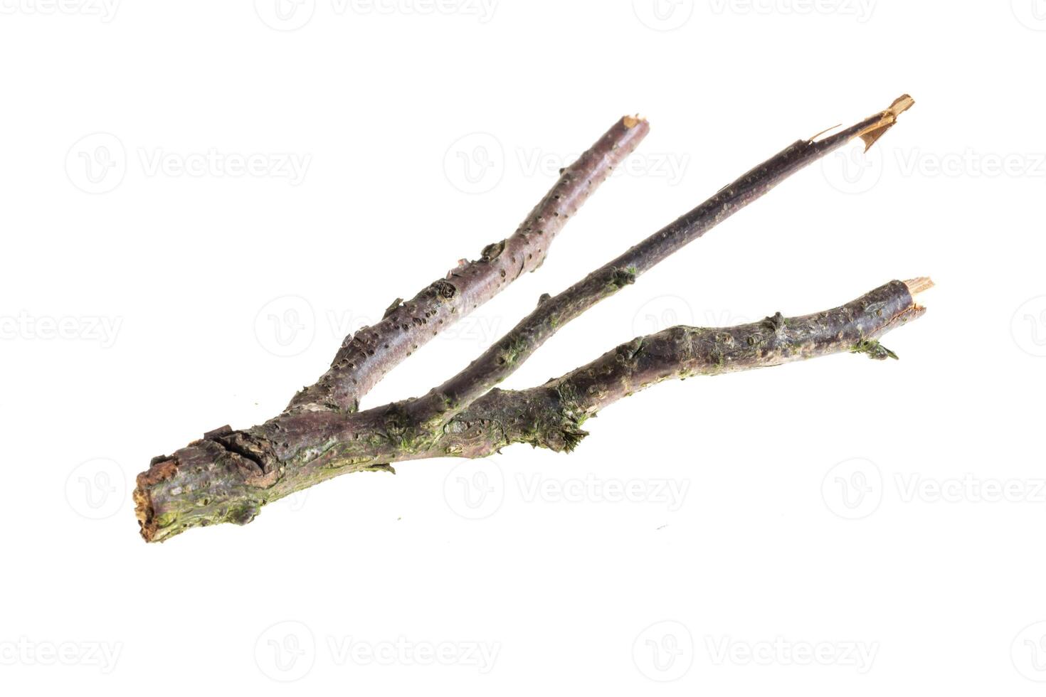 a withered twig on a white isolated background photo