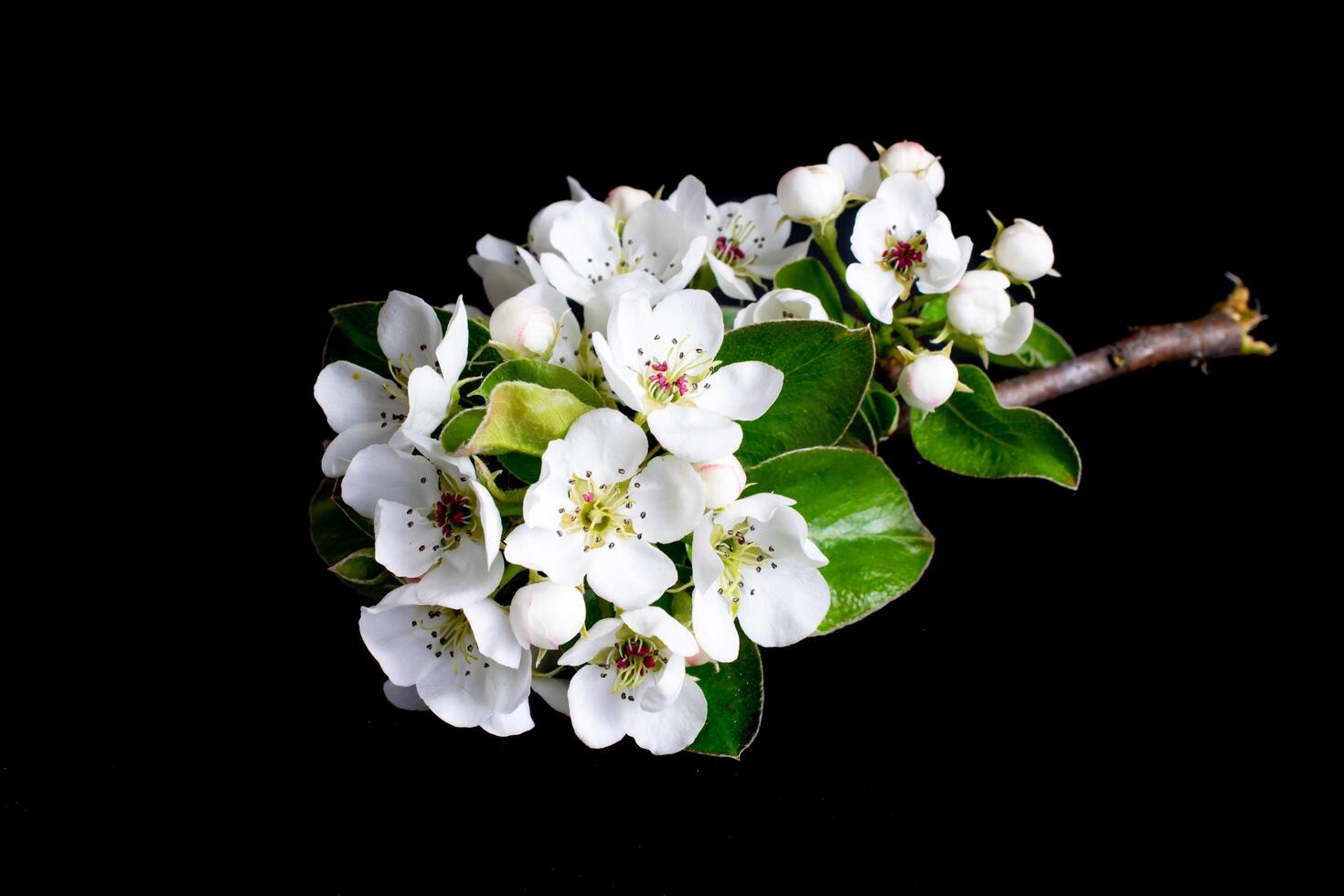 white apple blossoms. black isolated background photo