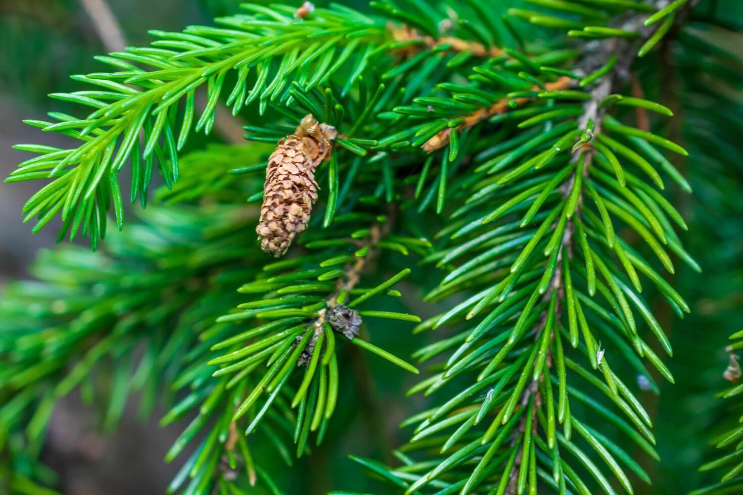 green spruce twigs macro shot. background or texture photo
