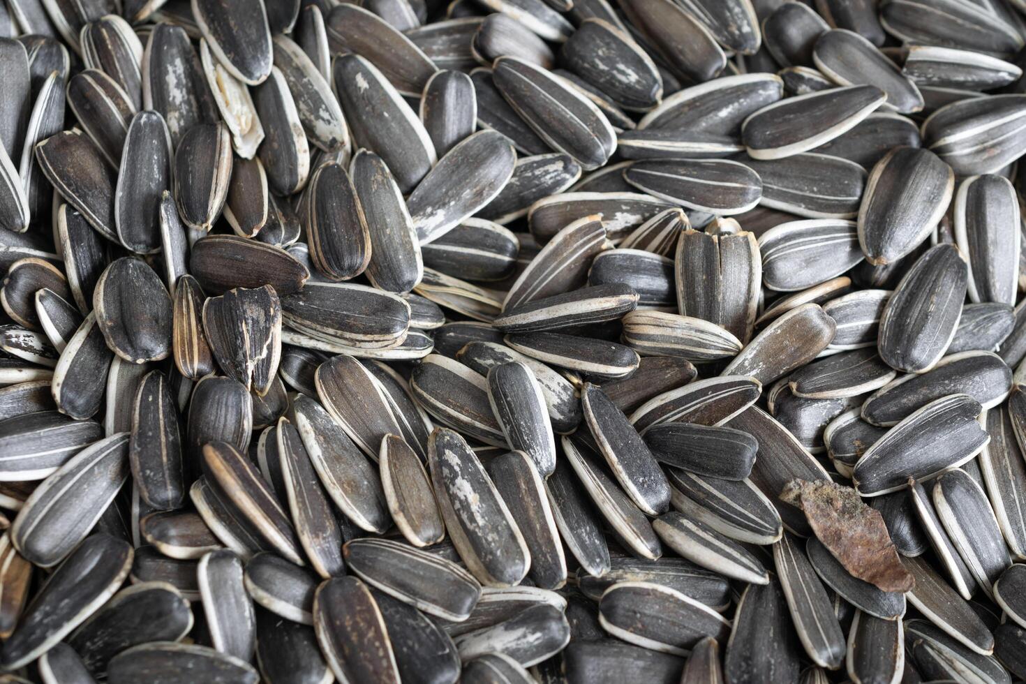 sunflower seeds with a visible texture. background photo