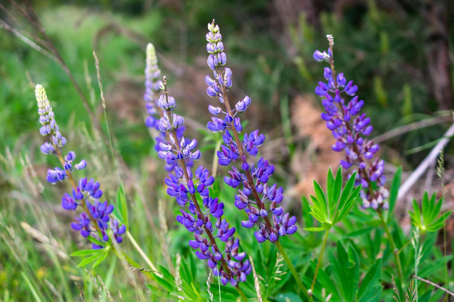 blue lupine background of green leaves photo