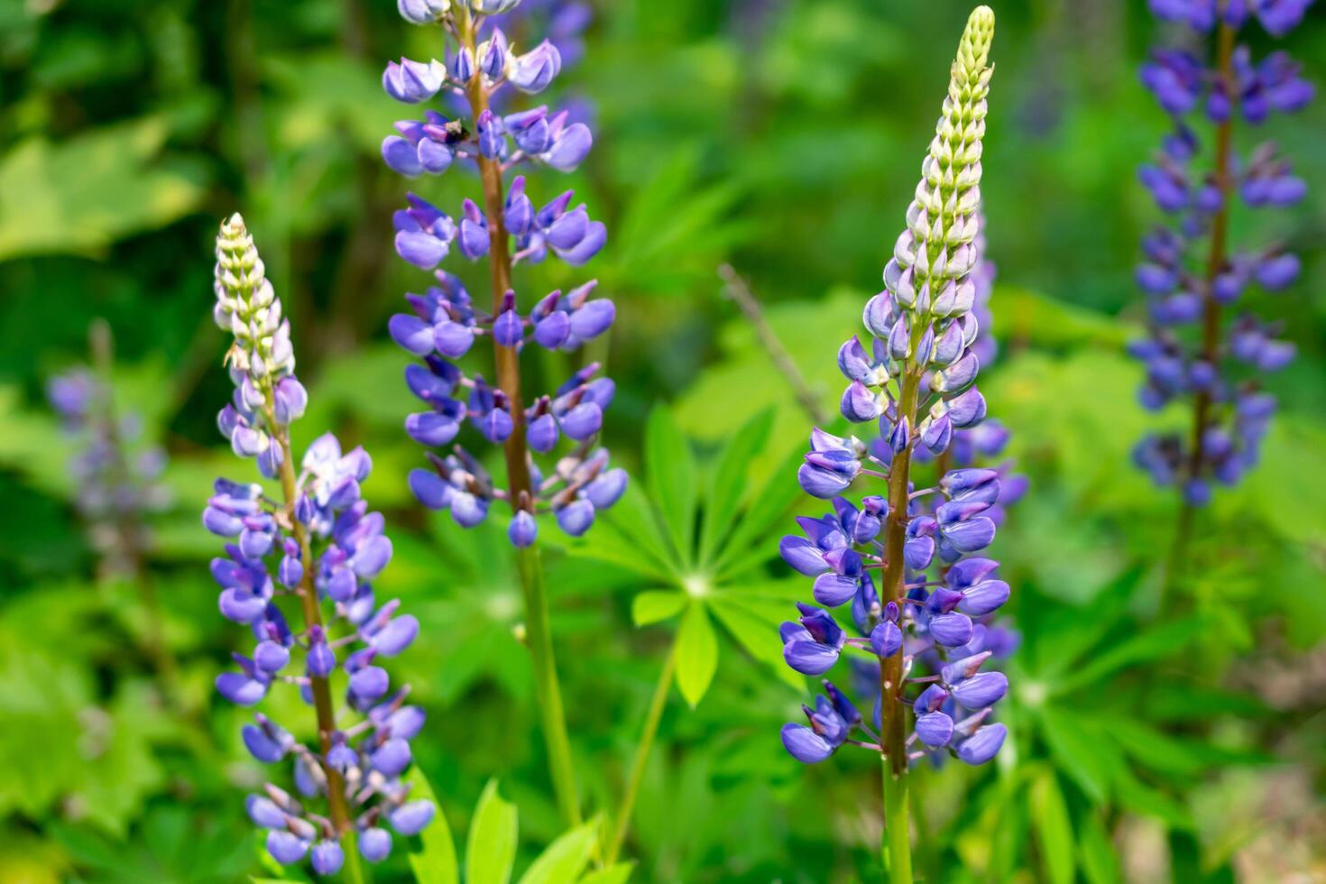 blue lupine on a background of green leaves photo