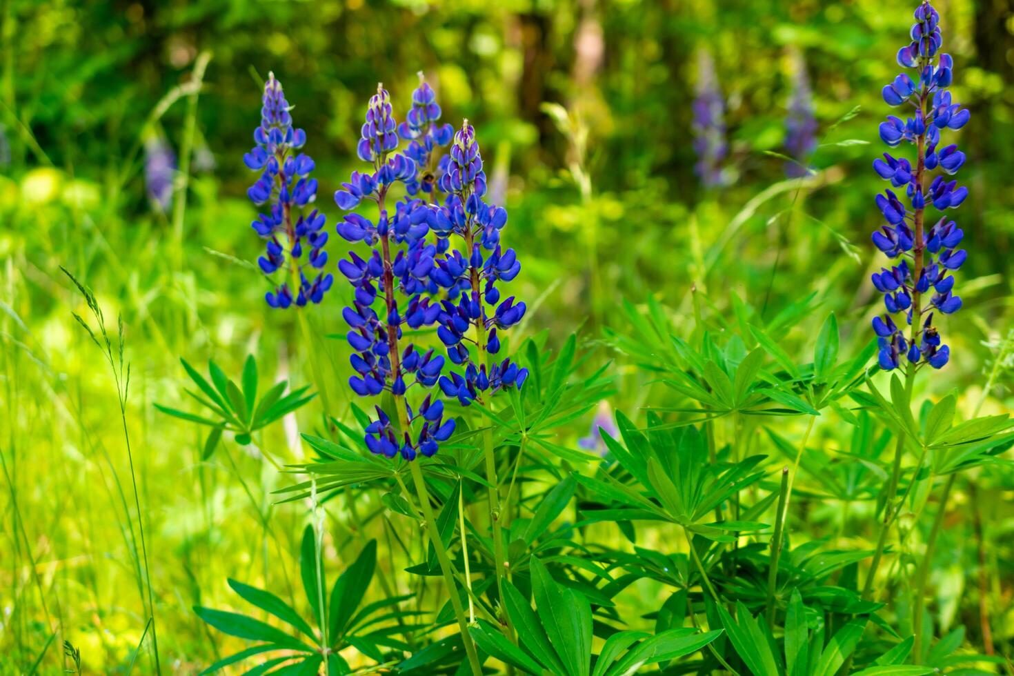blue lupine on a green leaves photo