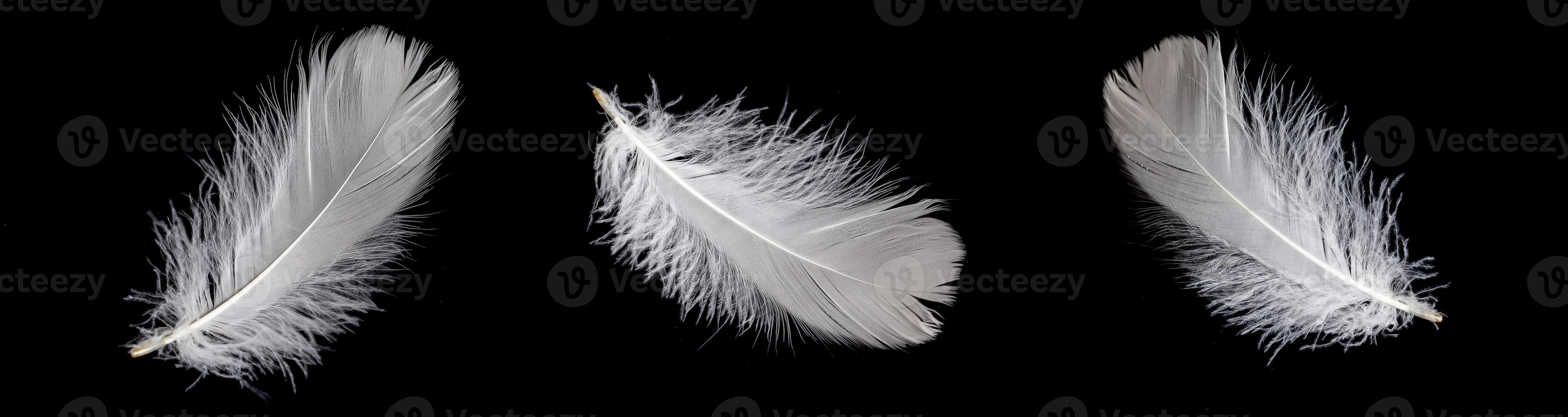 white feather goose on a black background photo