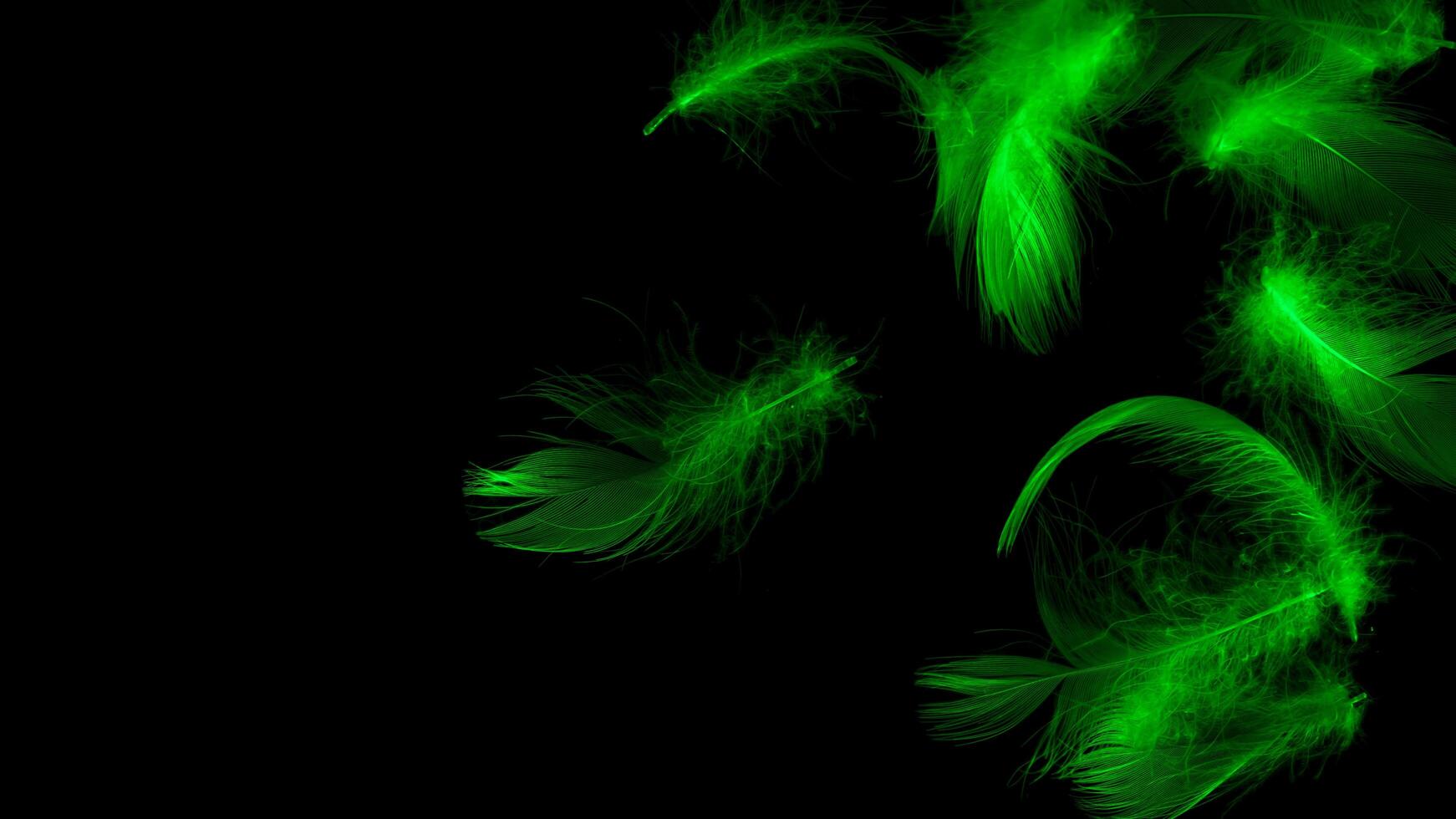 green duck feathers on a black isolated background photo