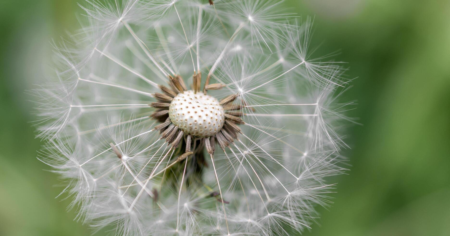 withered flower of dandelion with seeds. background photo