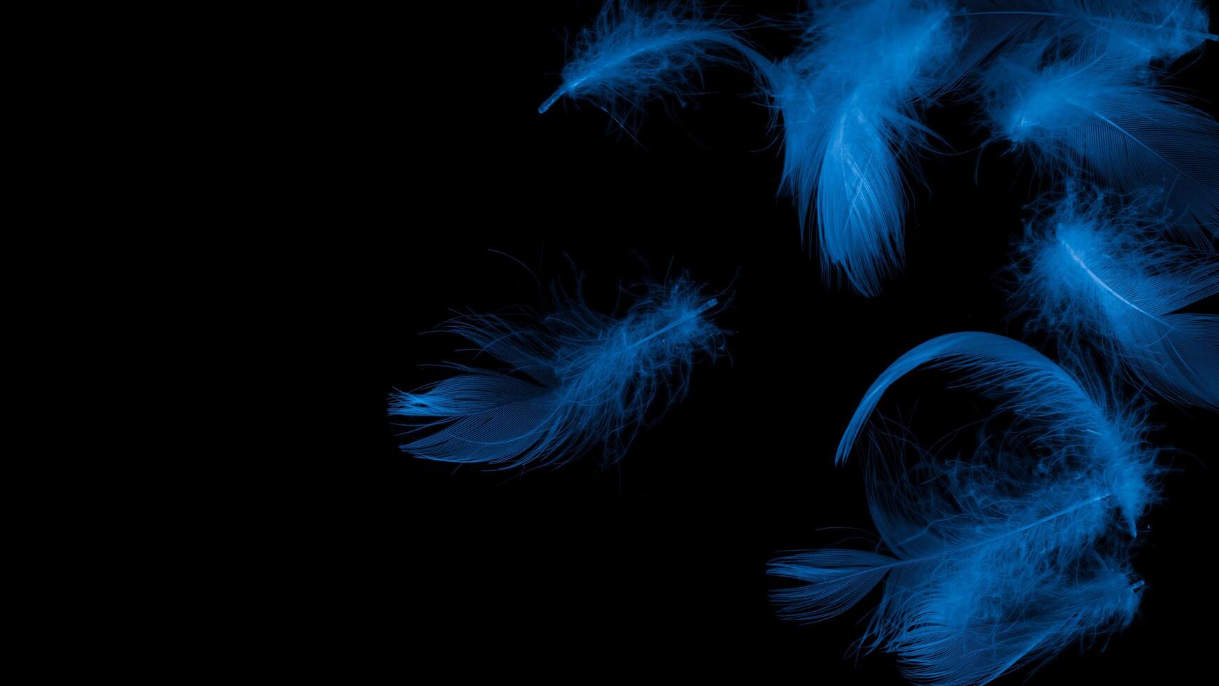 blue duck feathers on a black background. photo