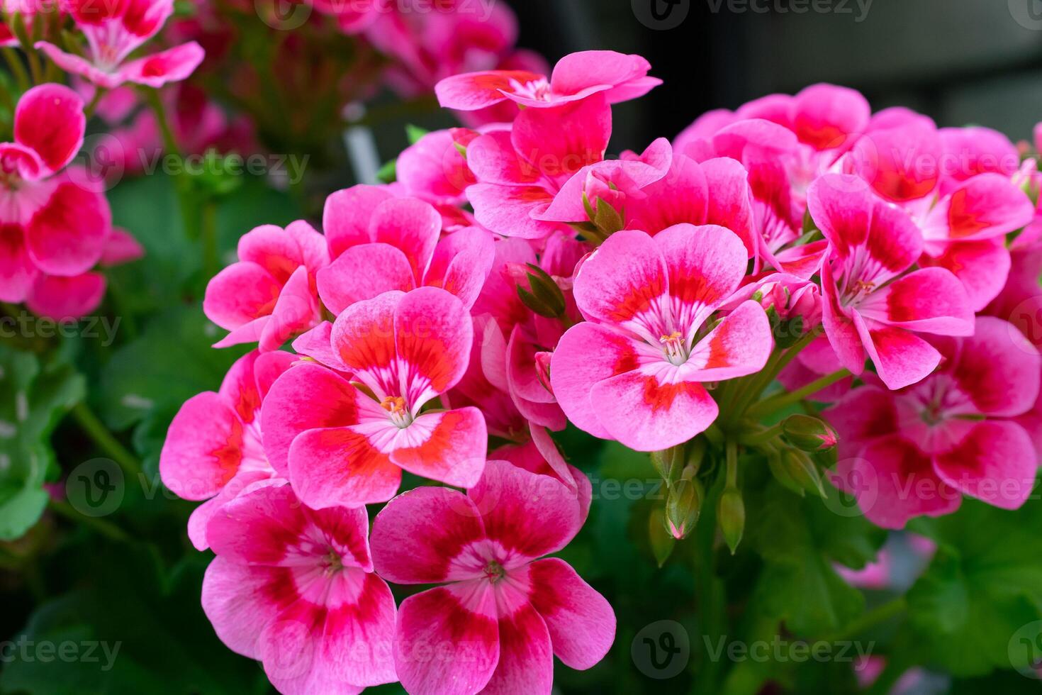 pink geranium flowers on a background photo