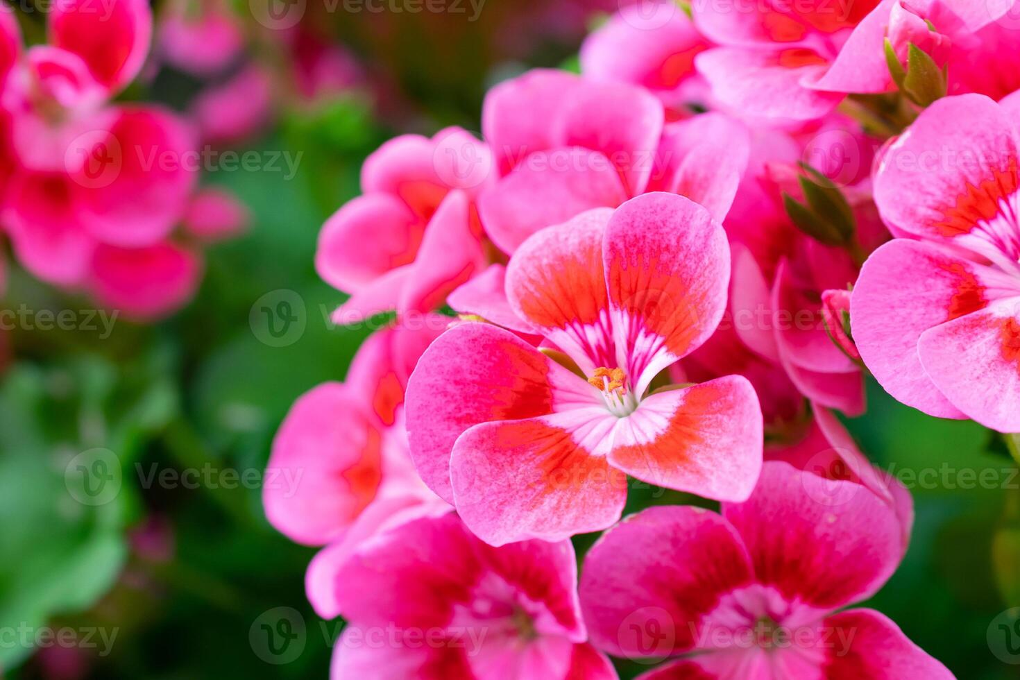 pink geranium flowers photo