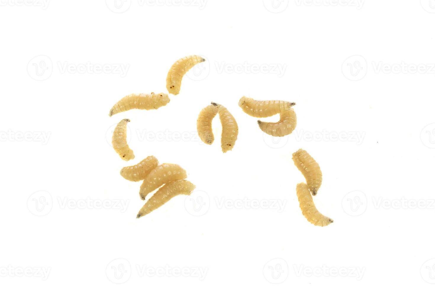fly larvae isolated background photo
