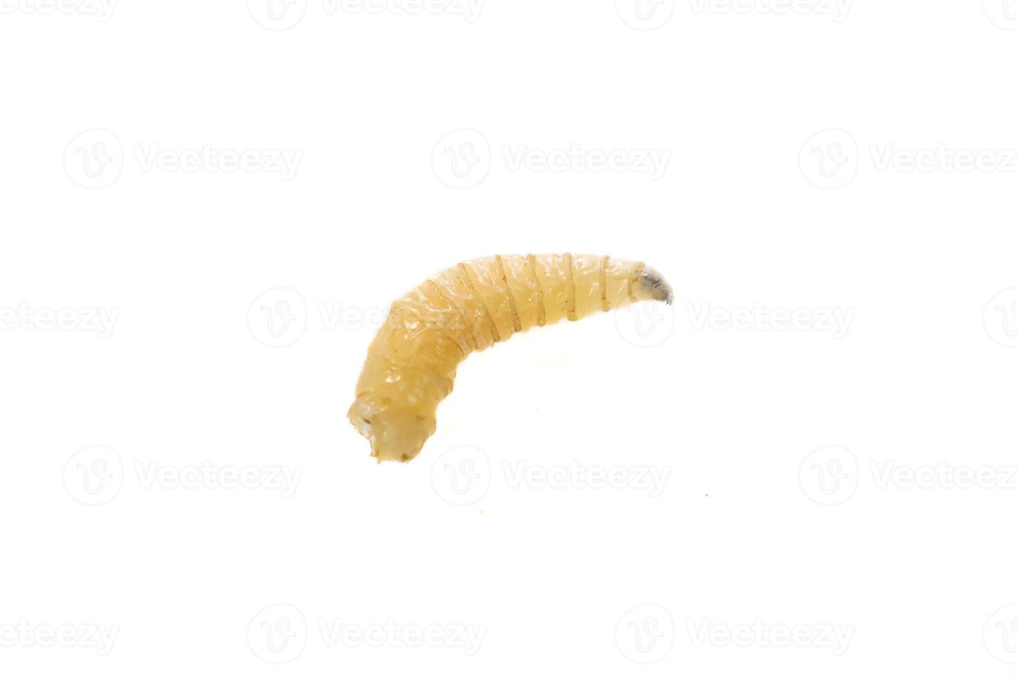 fly larvae isolated photo