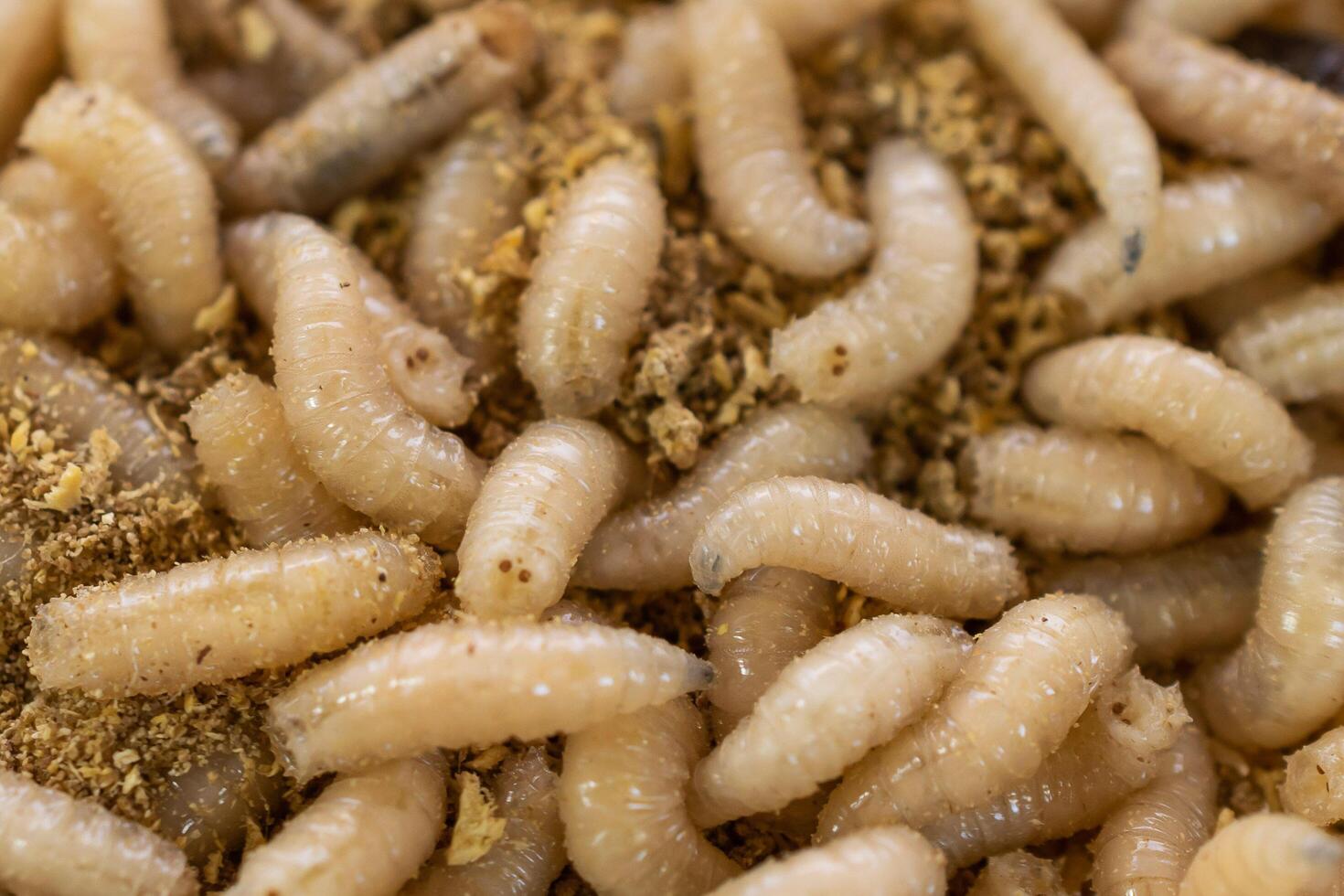 fly larvae on sawdust. photo