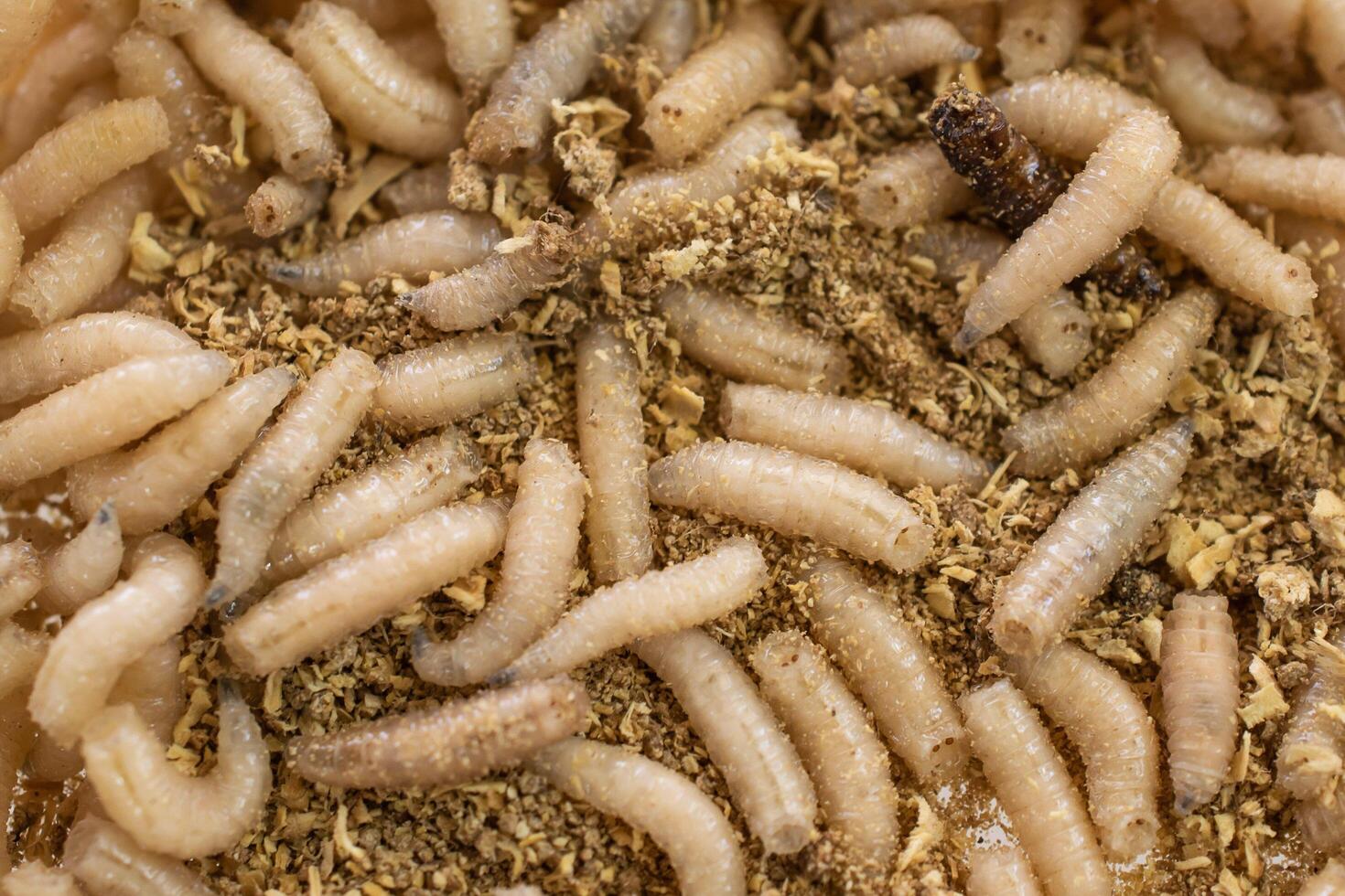 fly larvae on sawdust. background or texture. photo