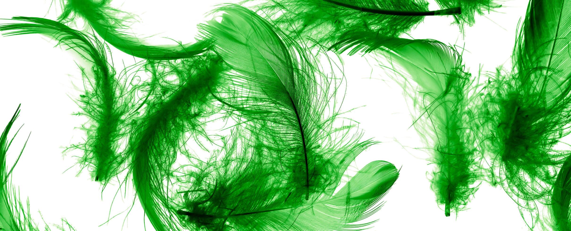 green duck feathers on a white isolated background photo