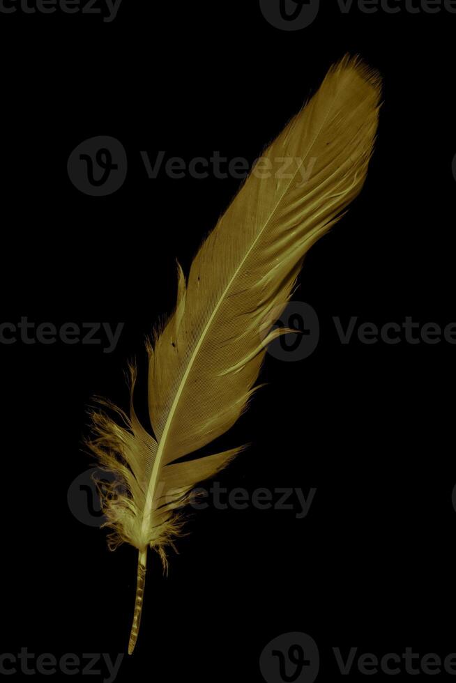gold feather goose photo