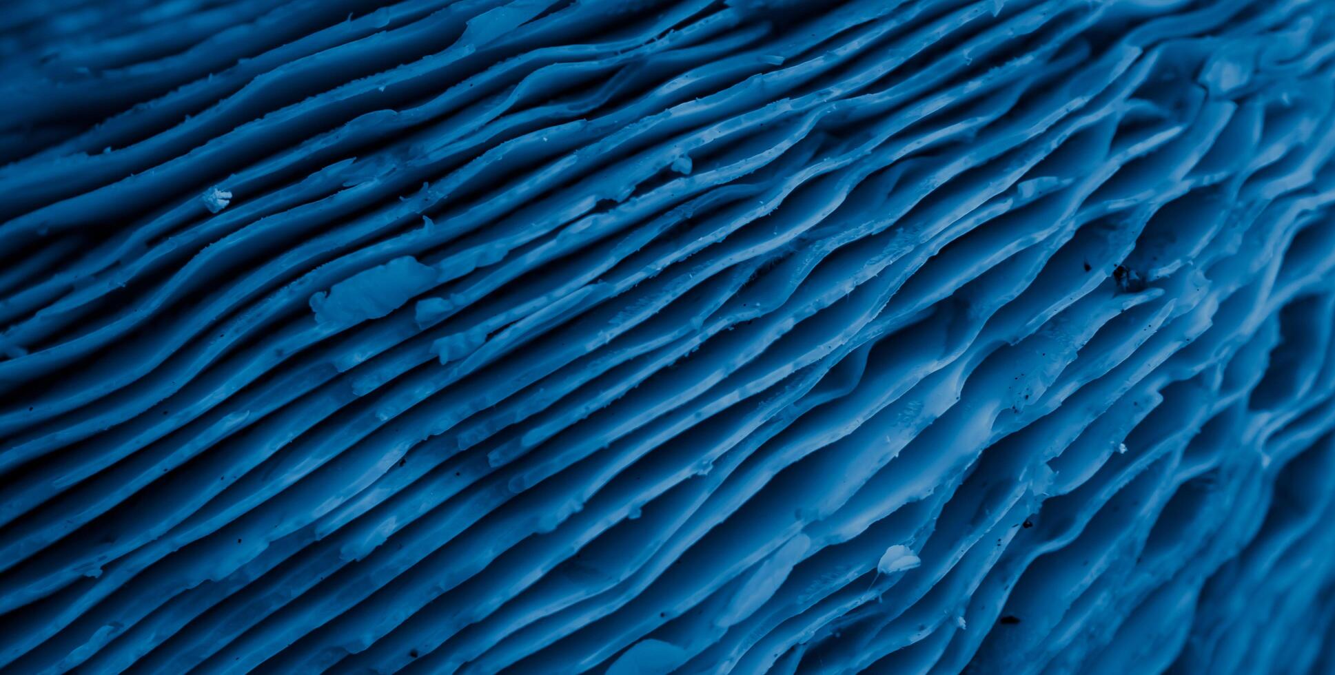 blue bottom of the mushroom with gills photo