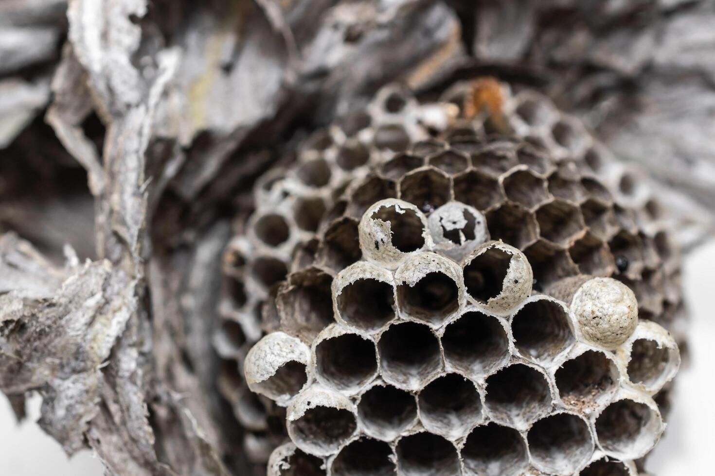 old wasp nest background. photo