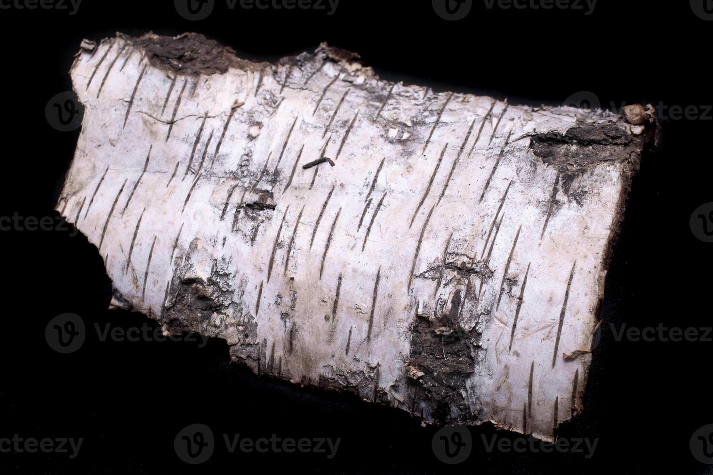 birch bark on a black isolated background photo