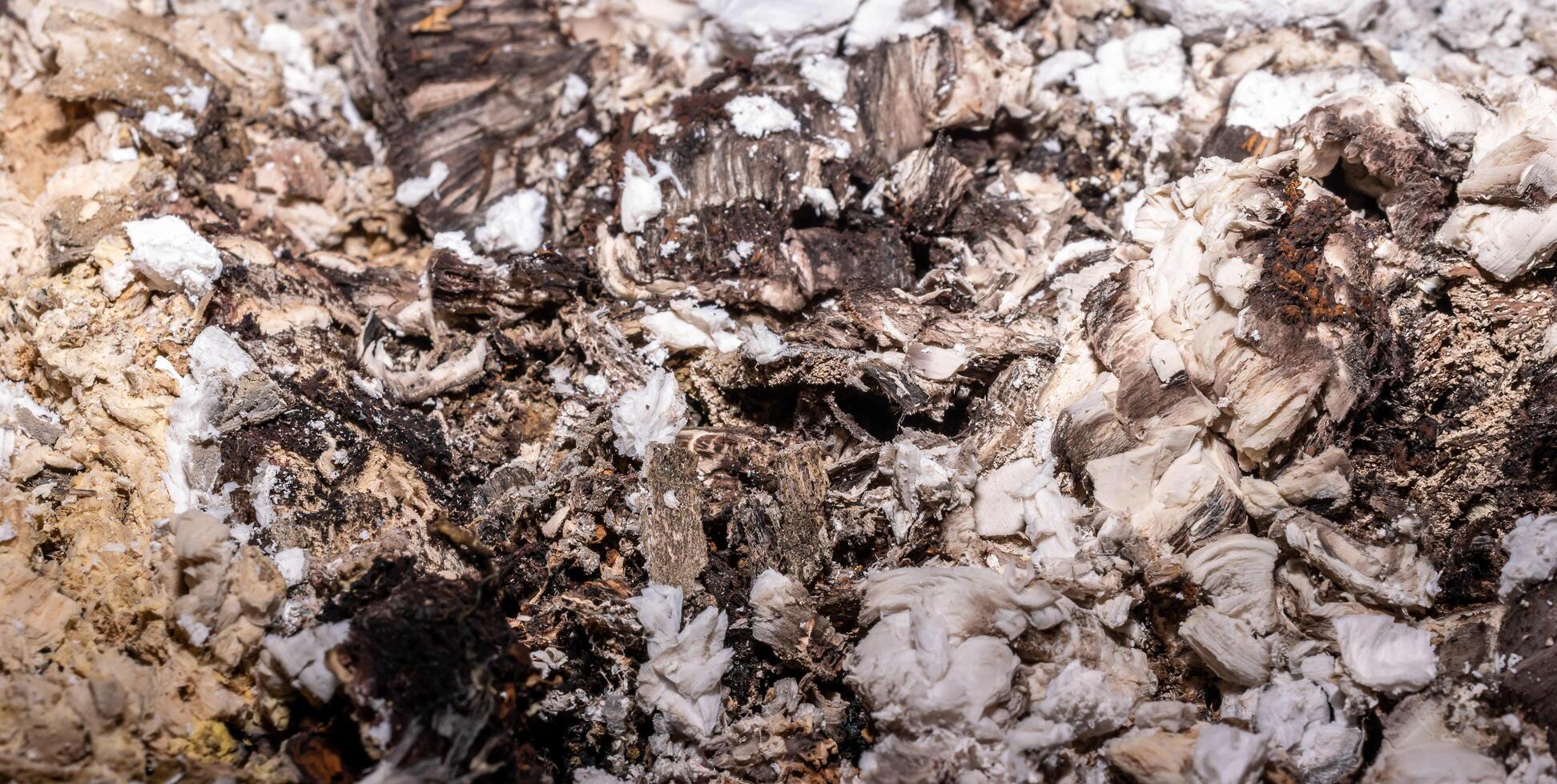 ash from burnt wood with visible texture photo