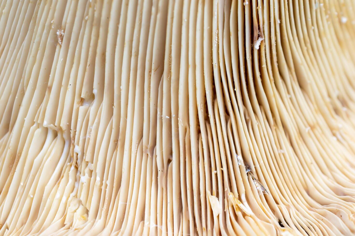 the bottom of the mushroom with gills. photo