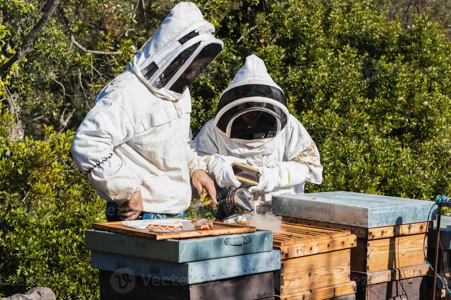 Beekeepers using smoker in apiary photo