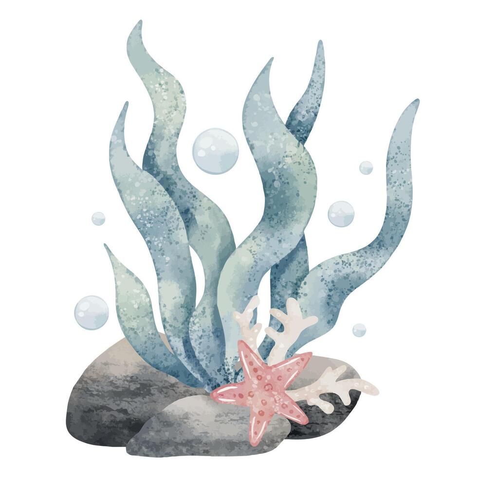 Watercolor illustration of Seaweed with starfish, coral, and bubbles. Drawing of underwater algae in pastel colors with seashells on isolated background. Art for childish design or baby invitations. vector