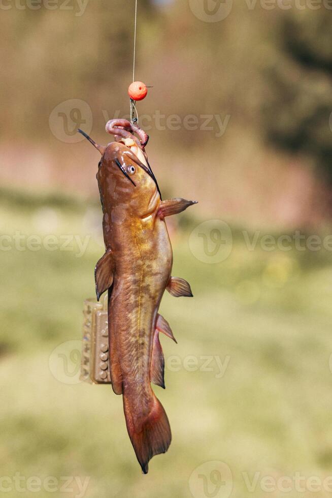 Closeup catch of one river or lake little fish, little catfish hanging on sharp fish-hook on lip with maggot sunny day outdoor on water natural background photo