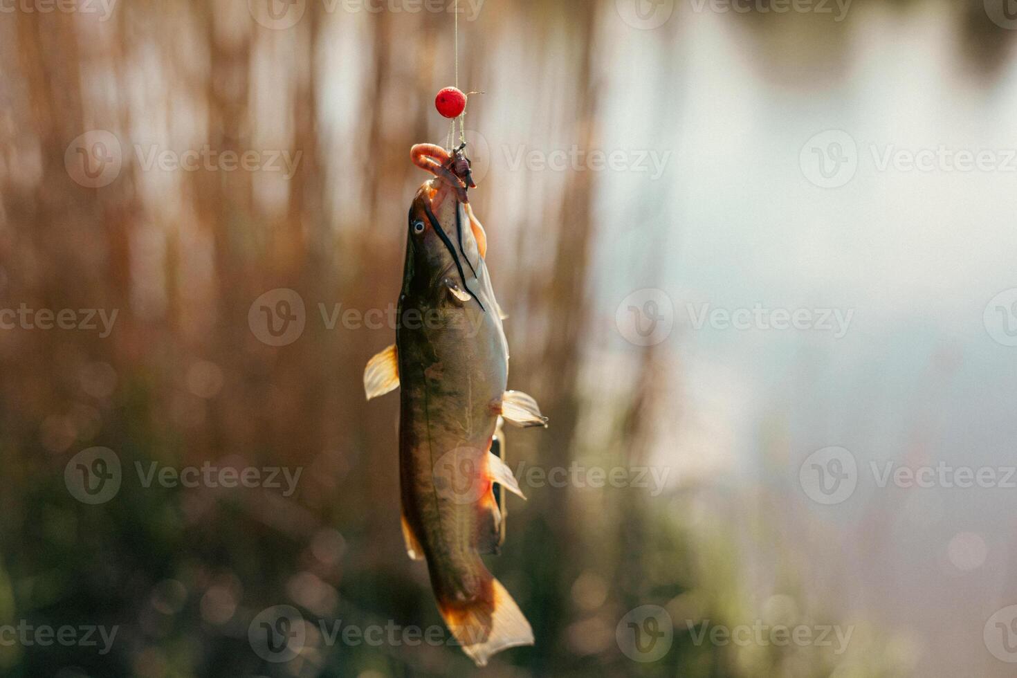 Closeup catch of one river or lake little fish, little catfish hanging on sharp fish-hook on lip with maggot sunny day outdoor on water natural background photo