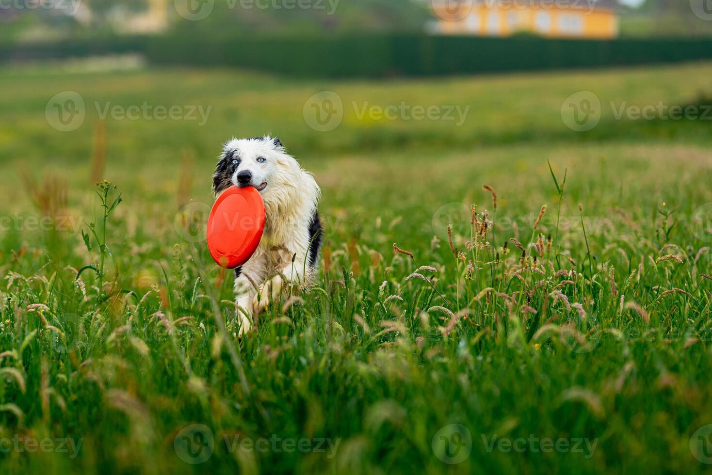 border collie blue merle dog photo