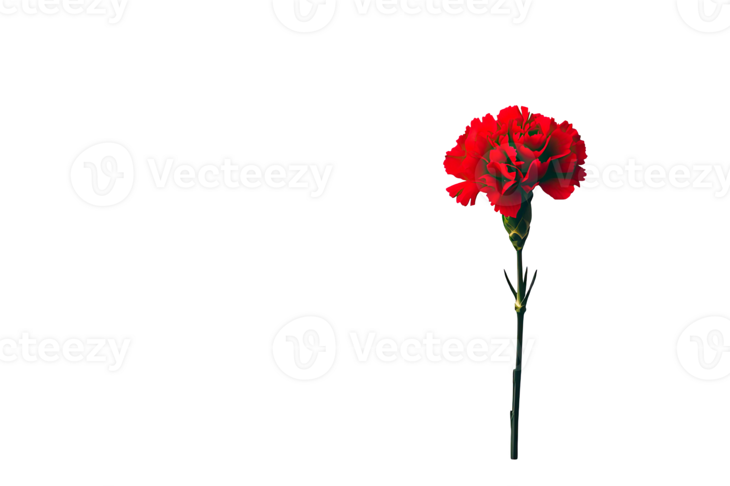 Red carnation flower png