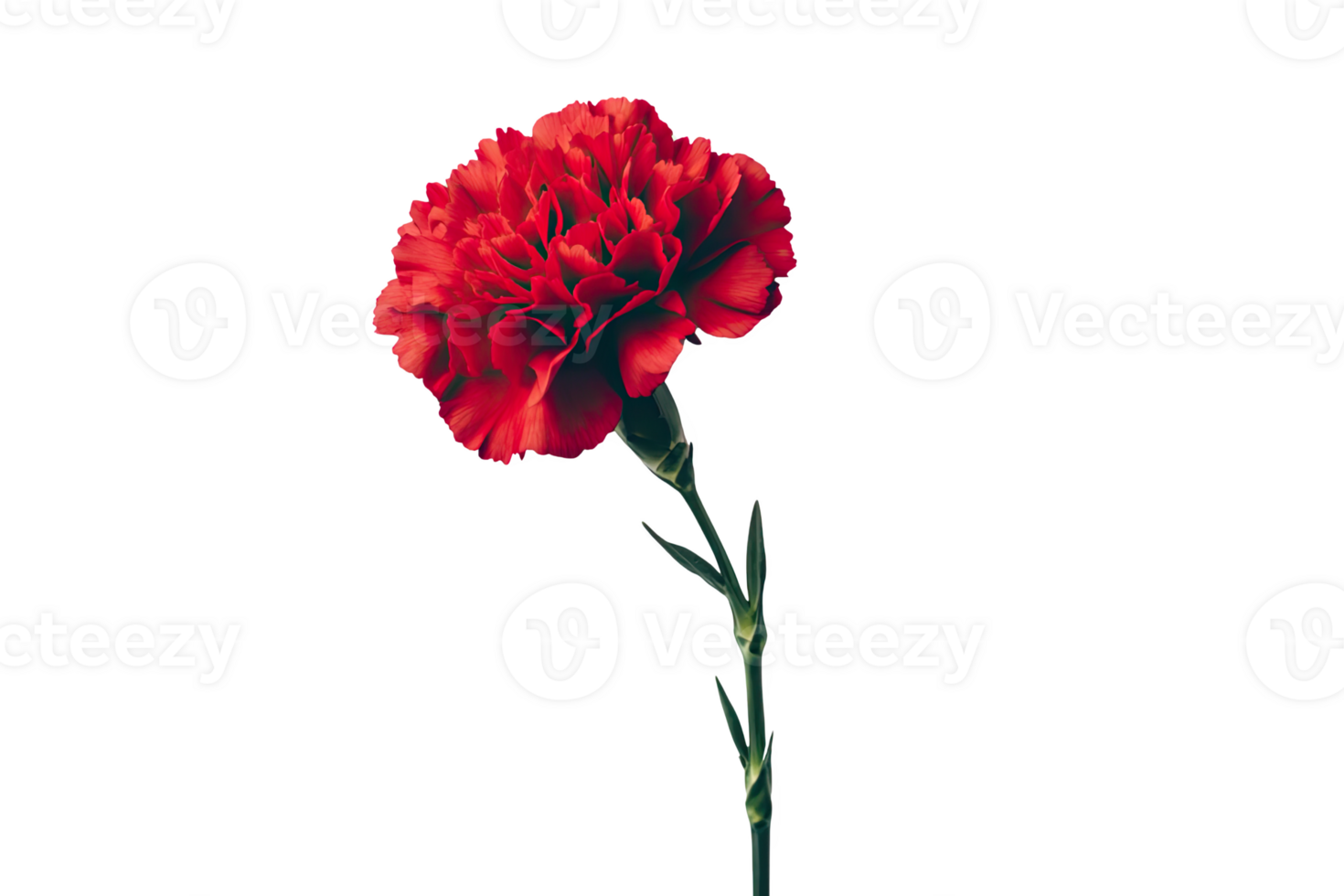 Single vibrant red carnation flower with green stem png