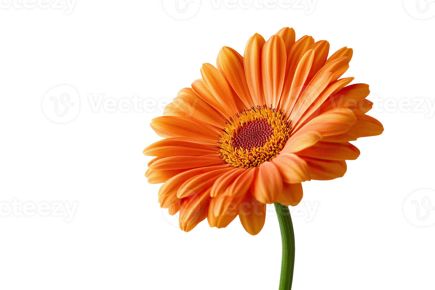 Bright orange gerbera daisy flower, showcasing intricate petal detail. png