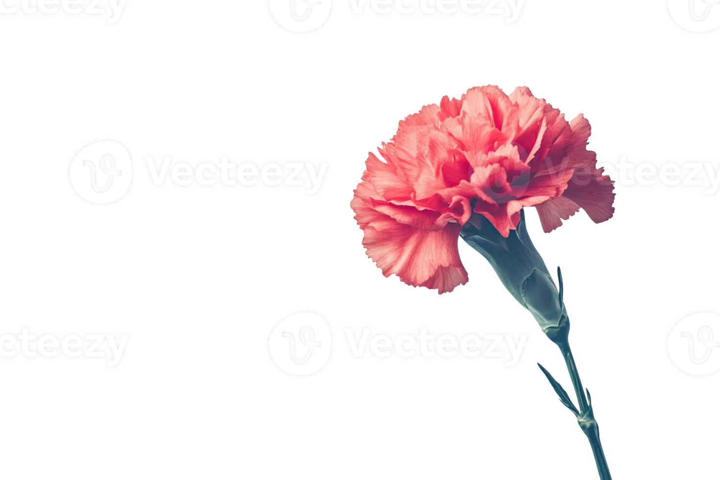 Beautiful pink carnation flower png