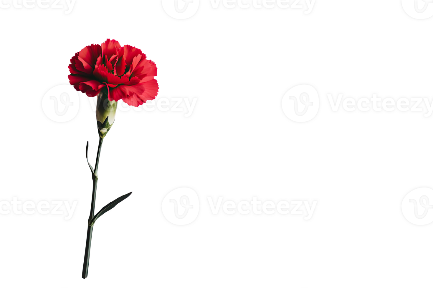 A vibrant red carnation flower png