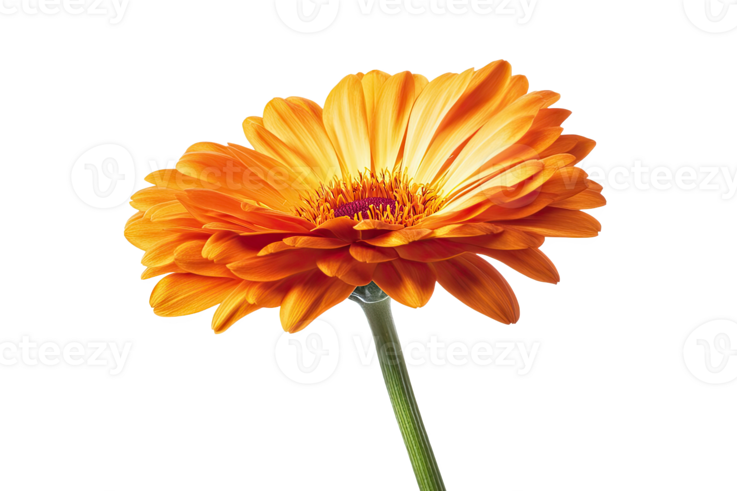 Beautiful orange flower , showcasing vibrant petals and green stem. png