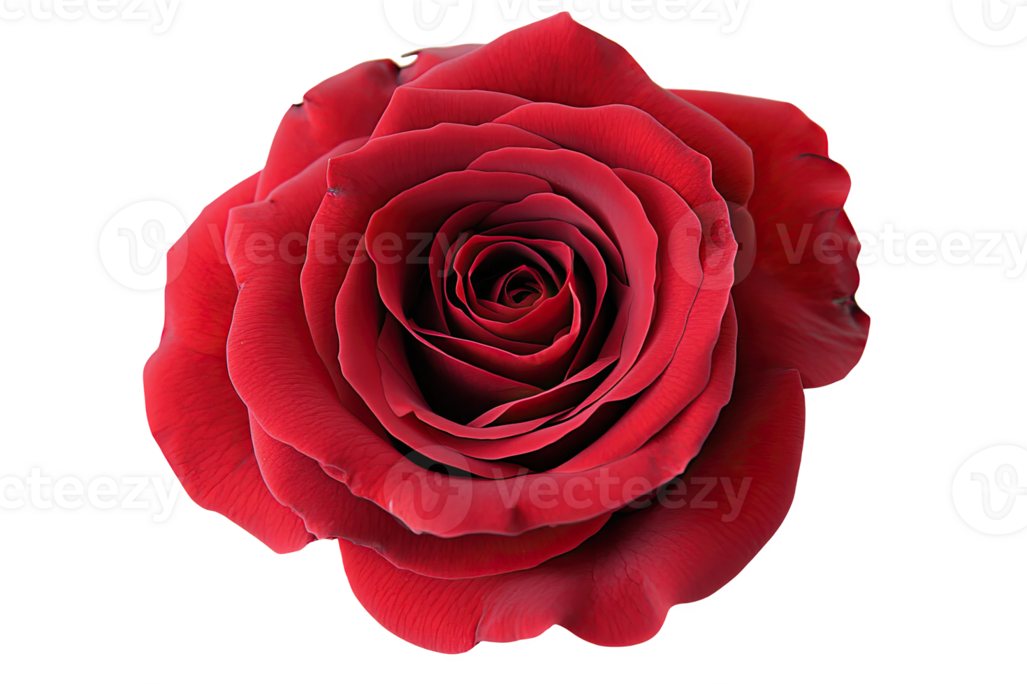 Stunning red rose bloom with intricate petals png