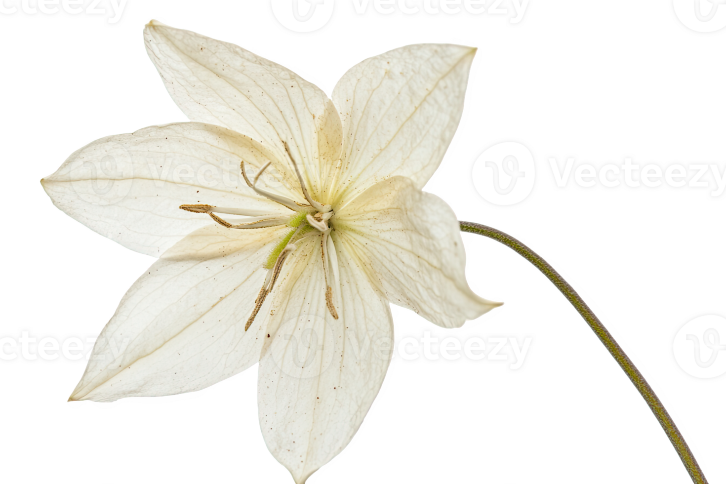 Delicate white flower with subtle texture details png