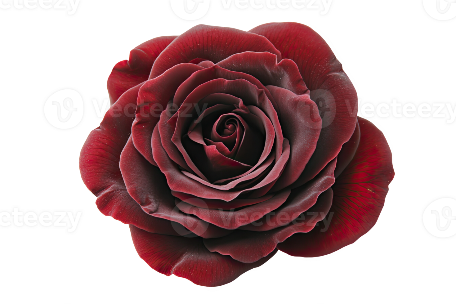 Elegant red rose with intricate petals png