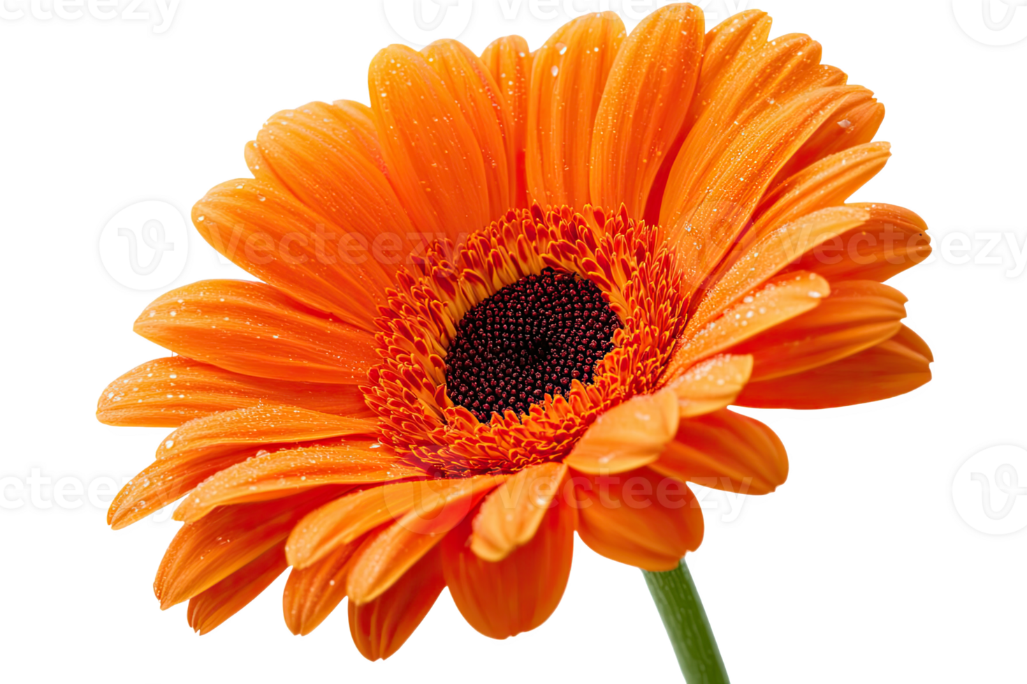Vibrant orange gerbera a daisy flower png