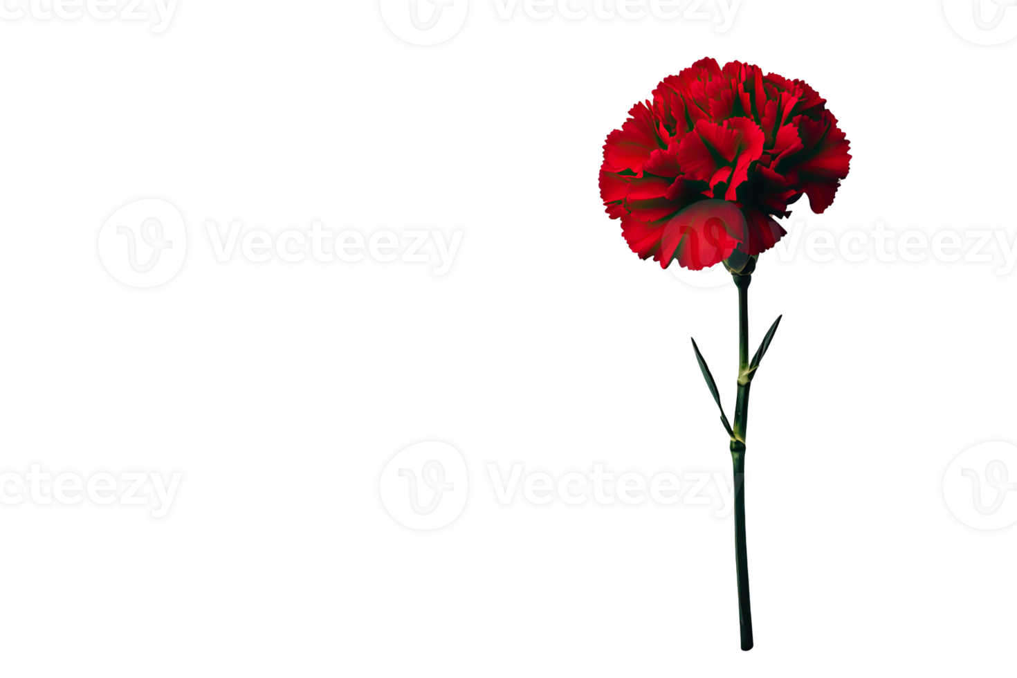 Vibrant red carnation flower with lush green stem png
