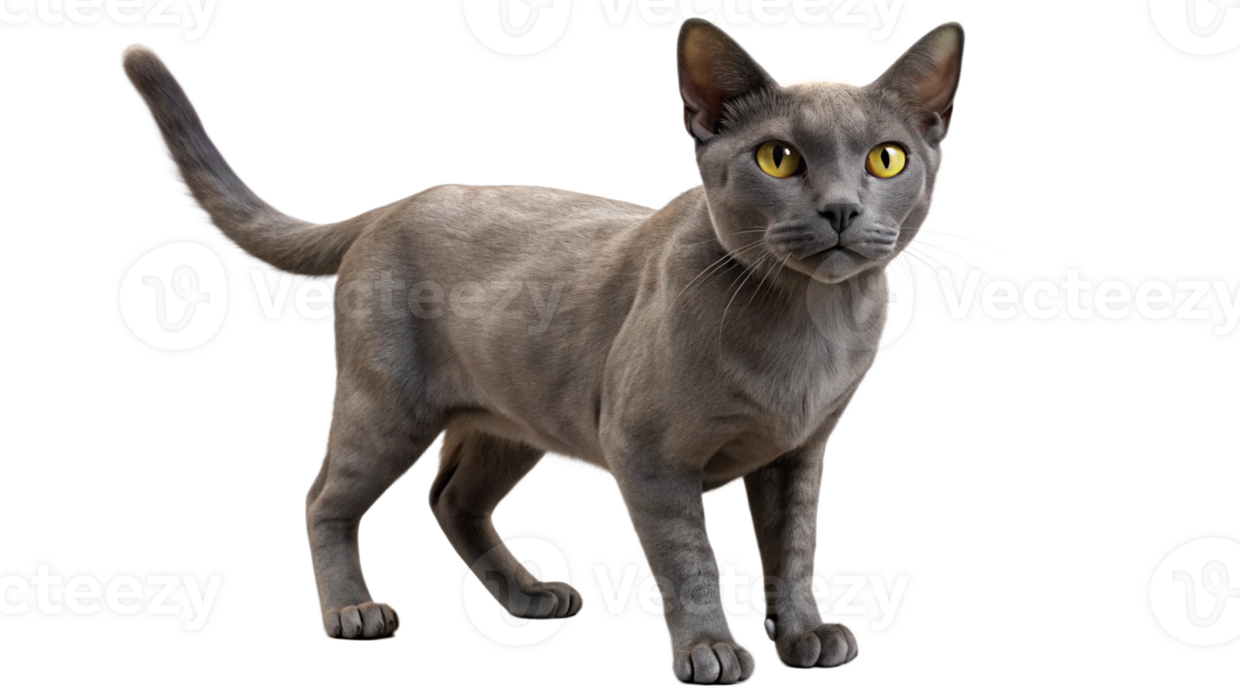Korat cat 3D CAT Render transparent Background png