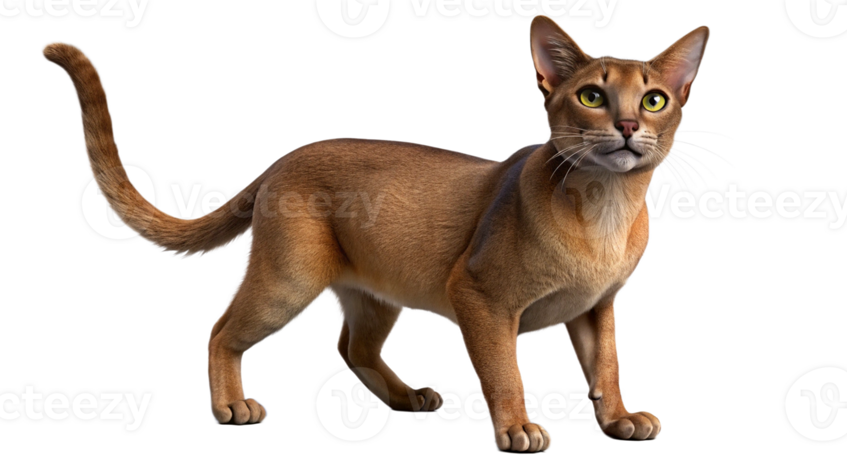 Abyssinian cat 3D CAT Render transparent Background png