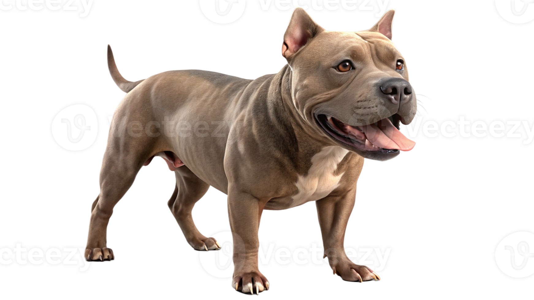 Pit Bull Terrier 3D Dog Render Transparent Background png