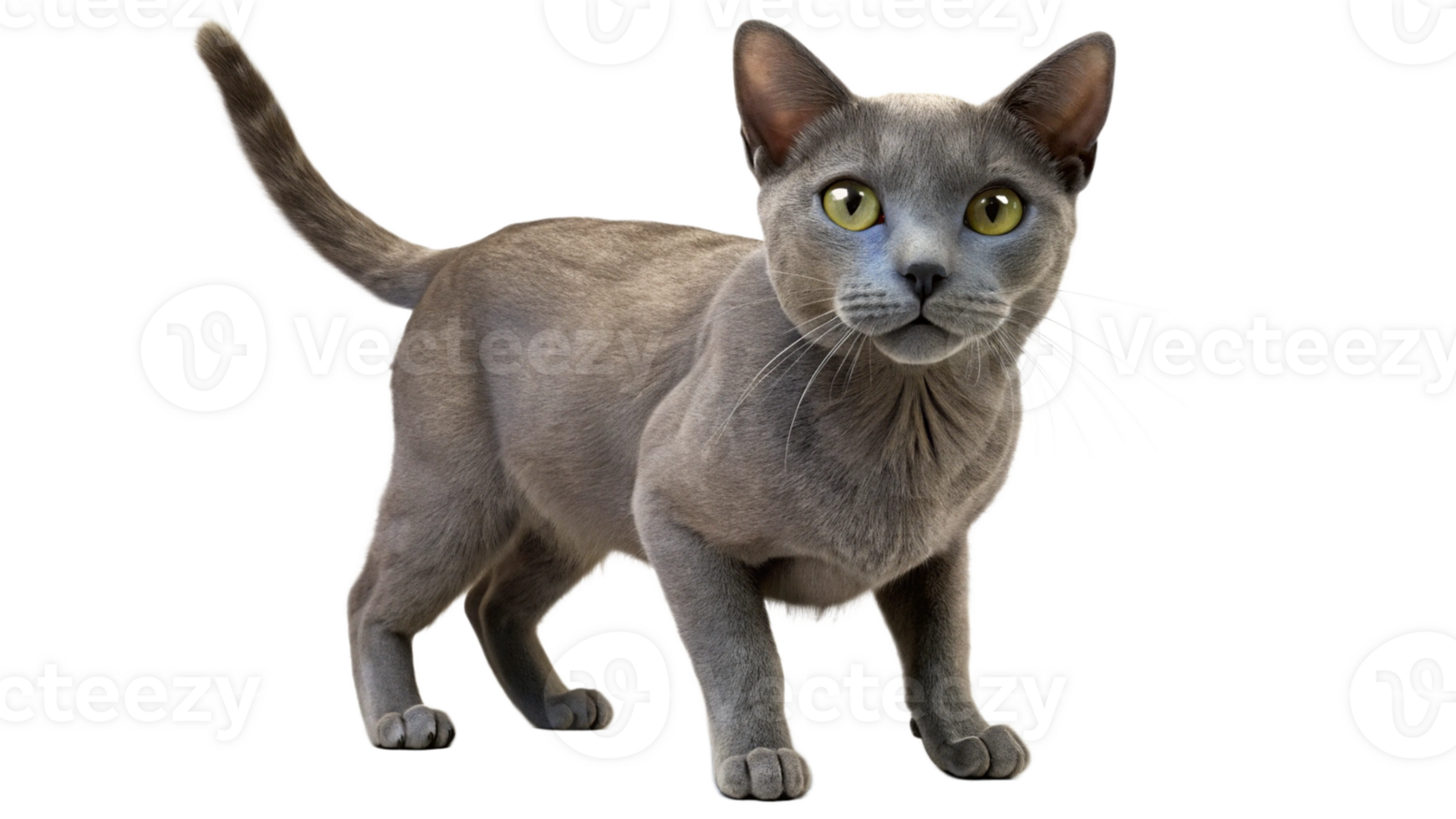 Russian Blue cat 3D CAT Render transparent Background png